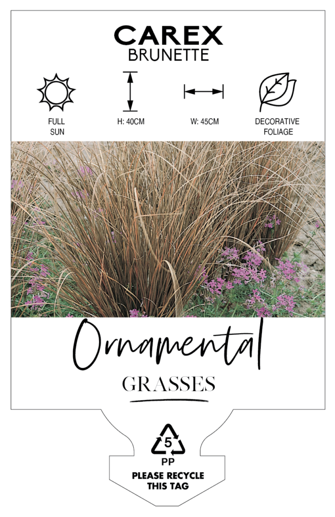 Ornamental Grasses Archives Glenfield Wholesale Nursery